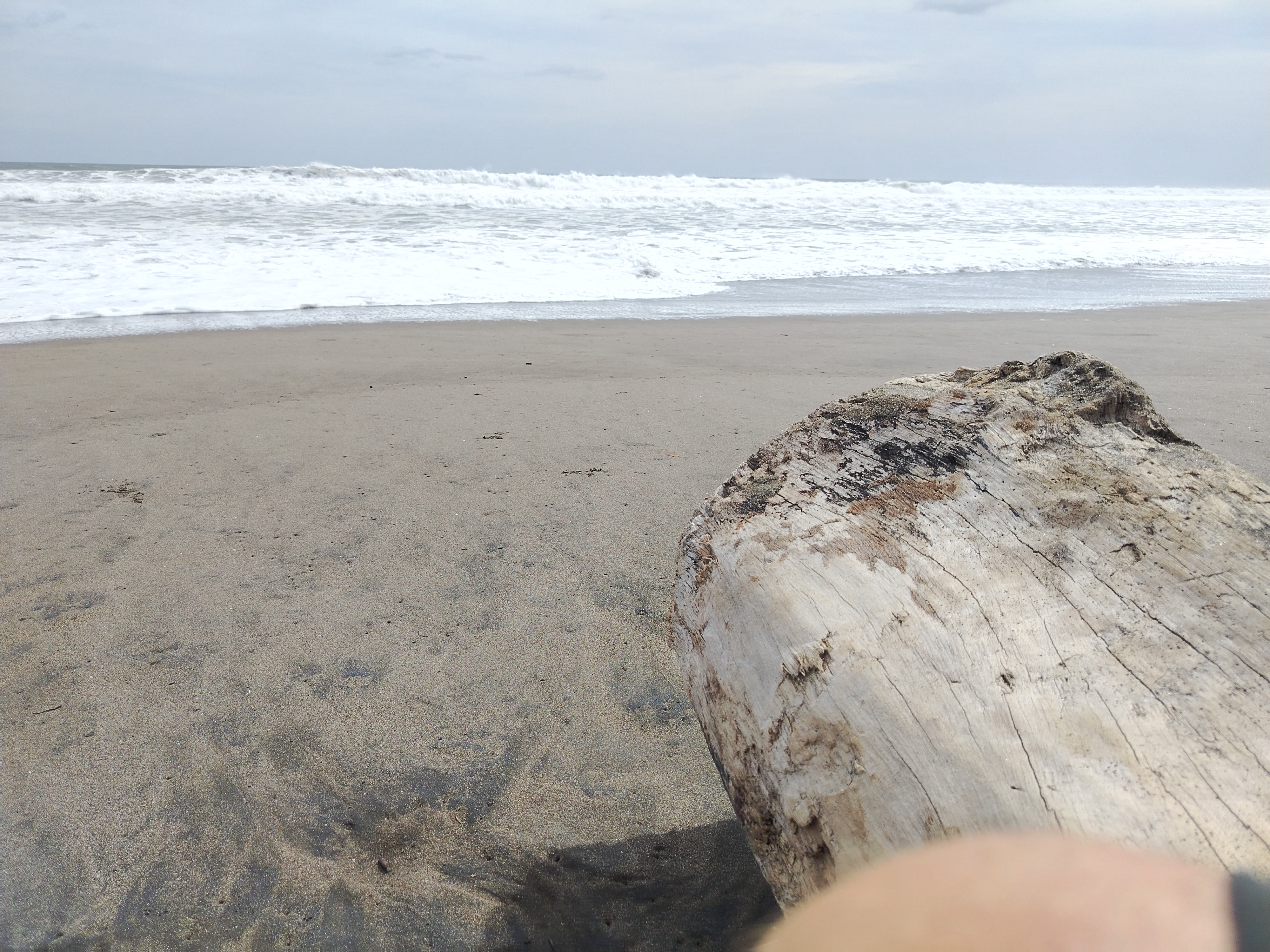 Weed beach California 5136