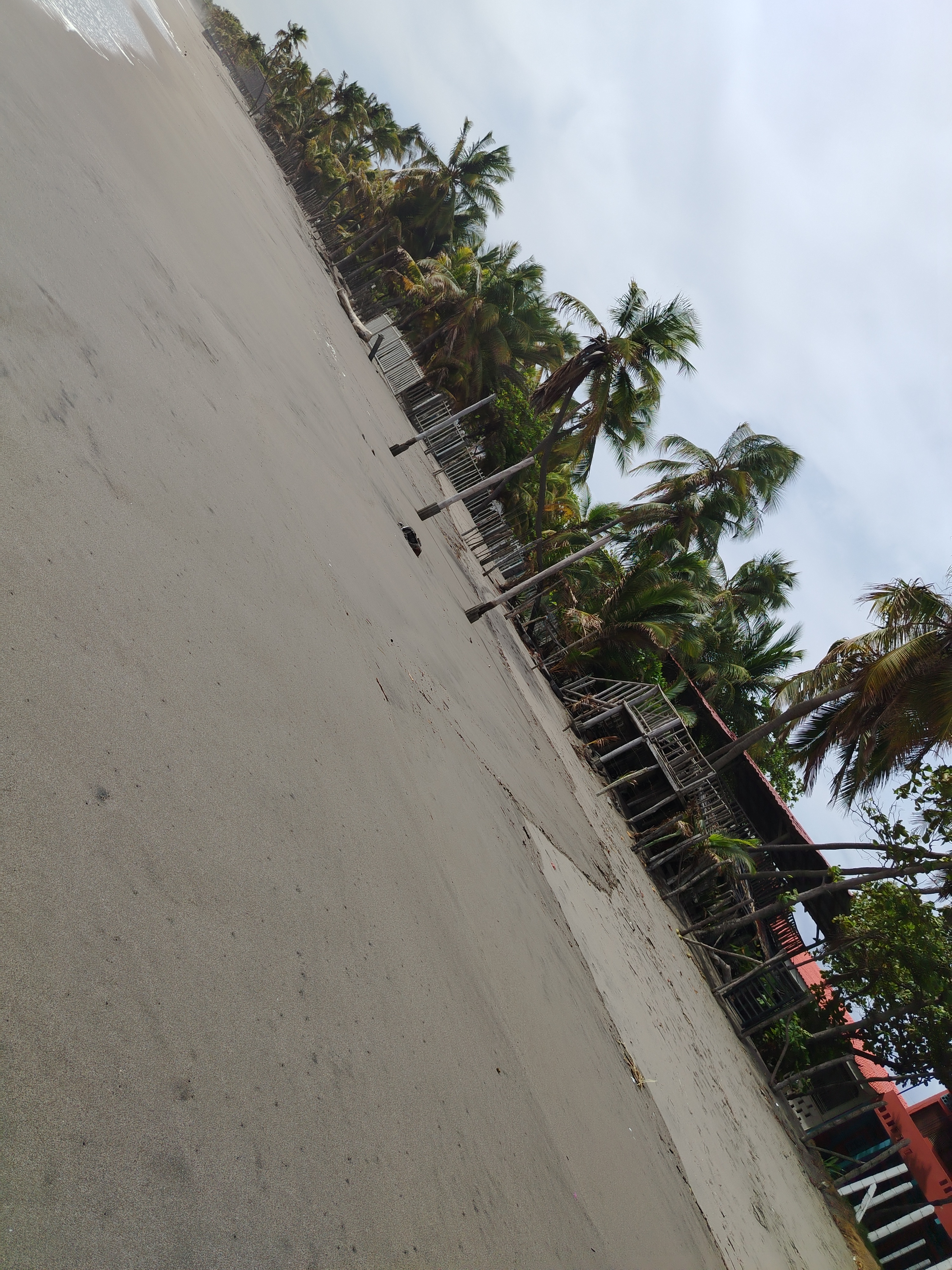 Weed beach California 5131