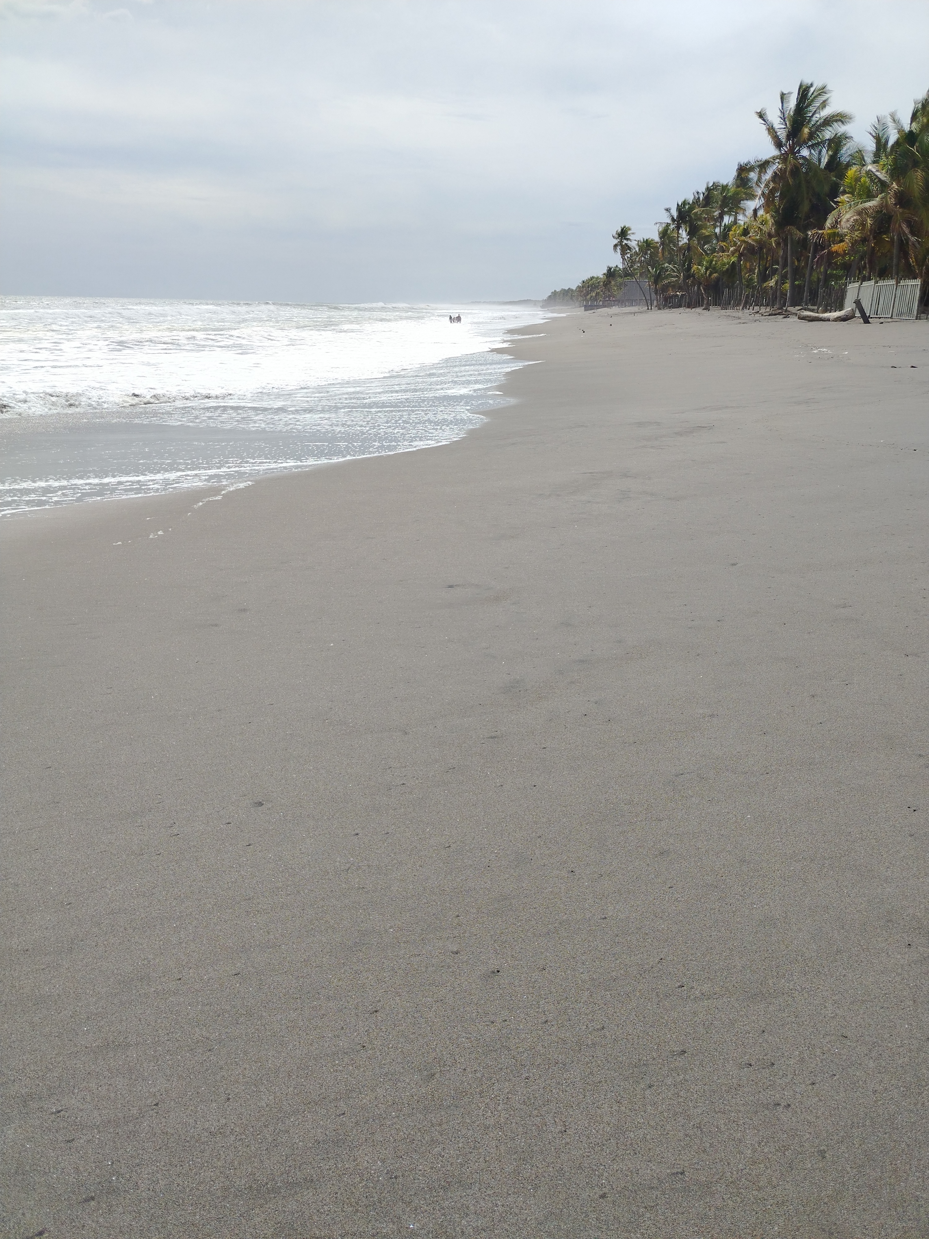 Weed beach California 5121